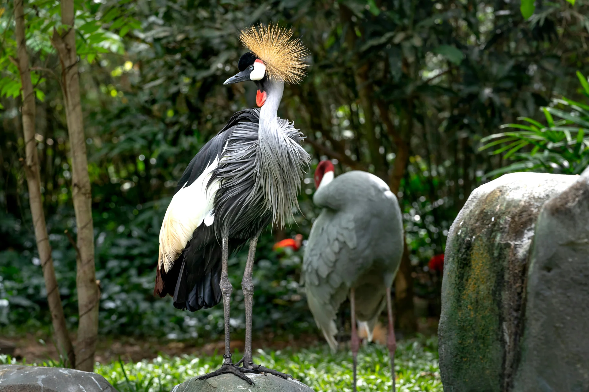 crowned crane