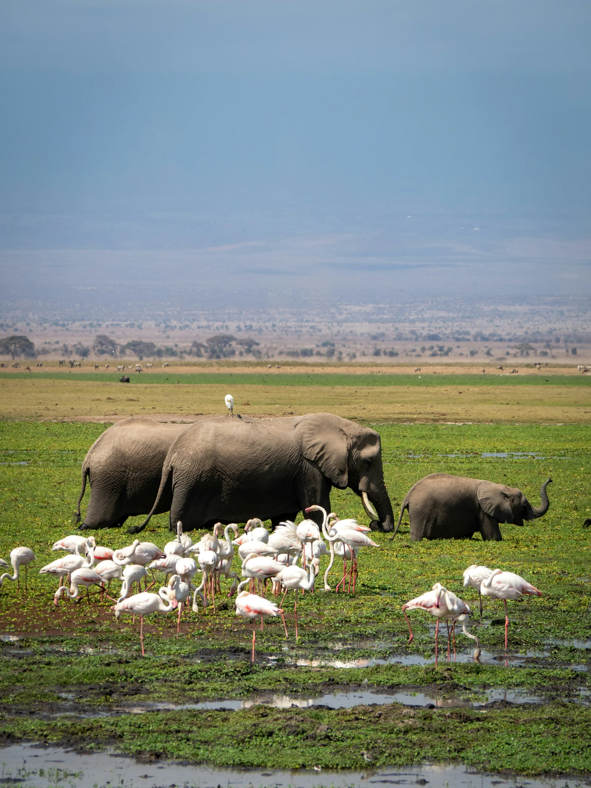 elephants and flamingos
