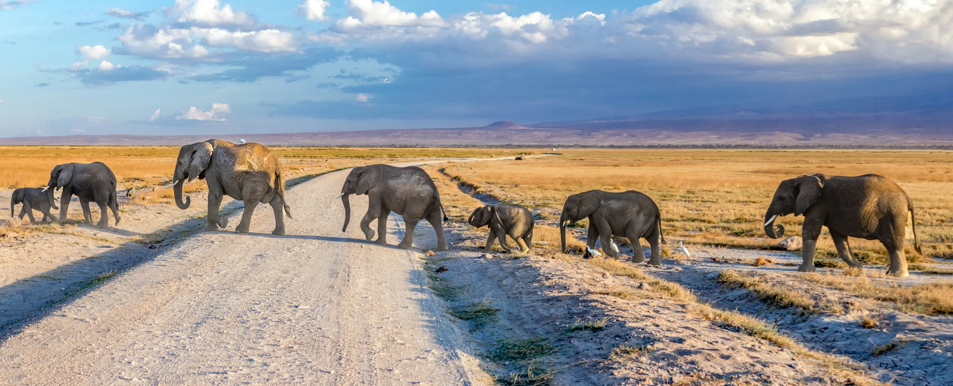 elephants crossing road