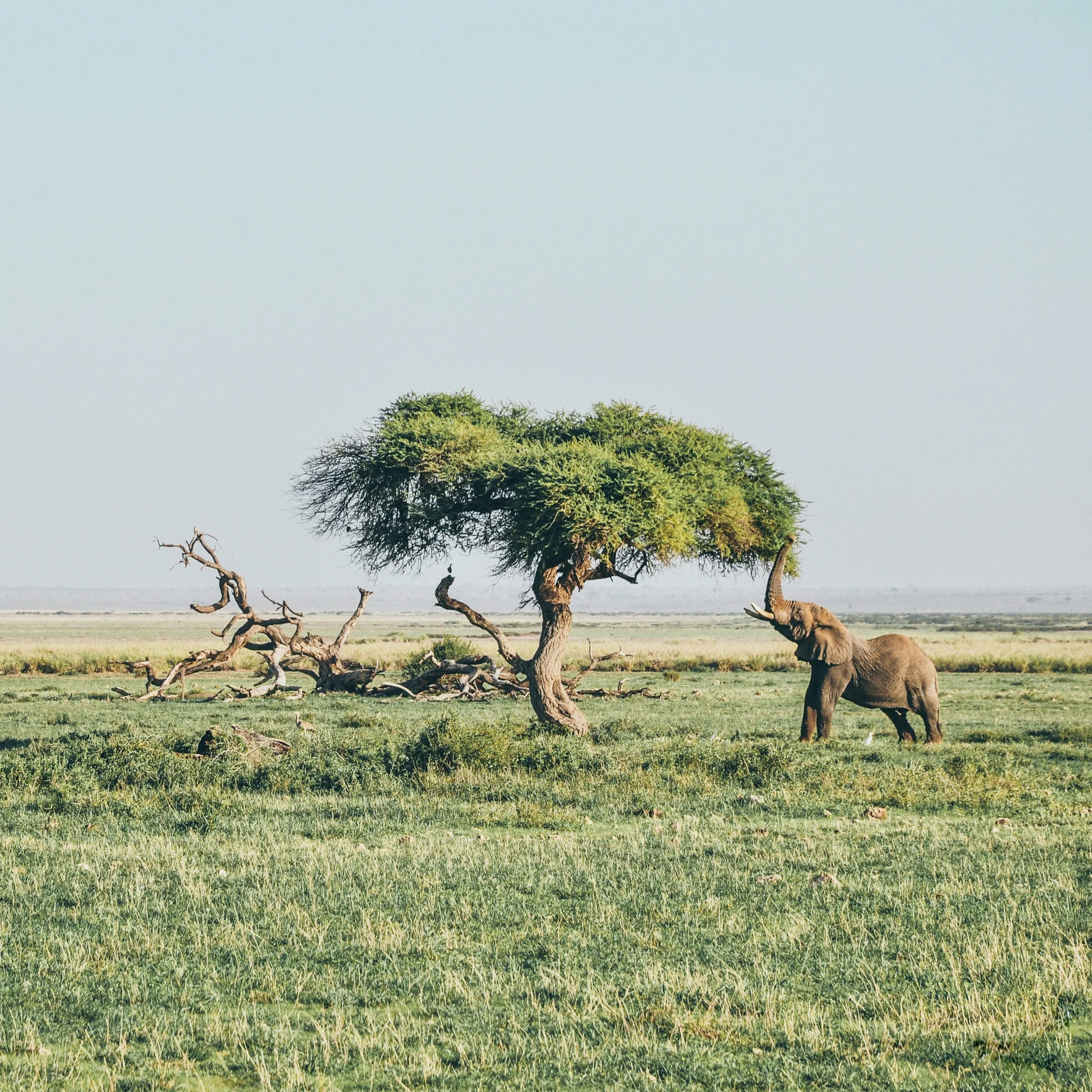 elephants feeding