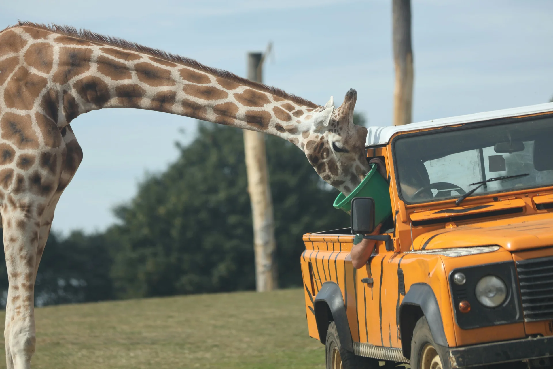 giraffe feeding road