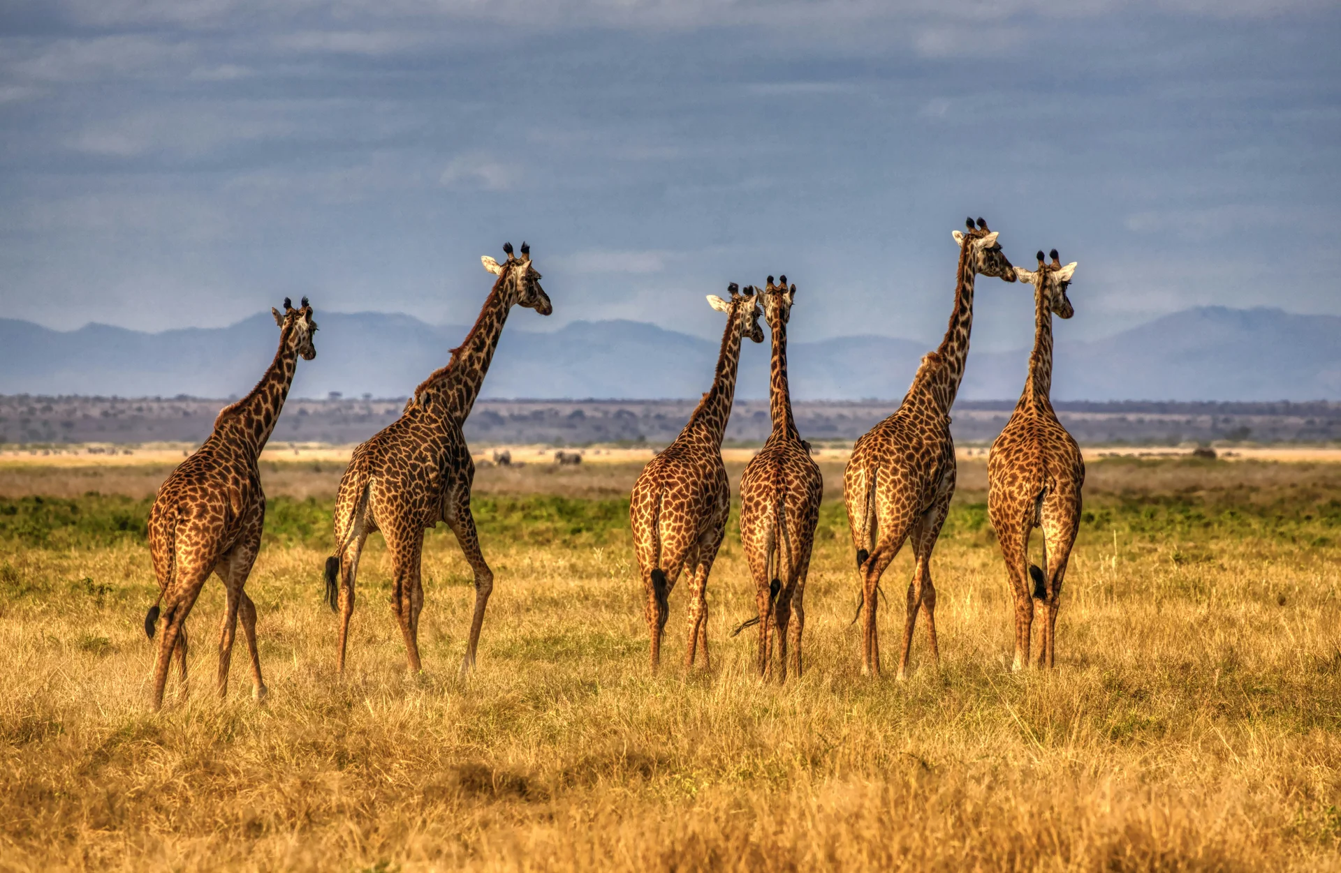 giraffe feeding