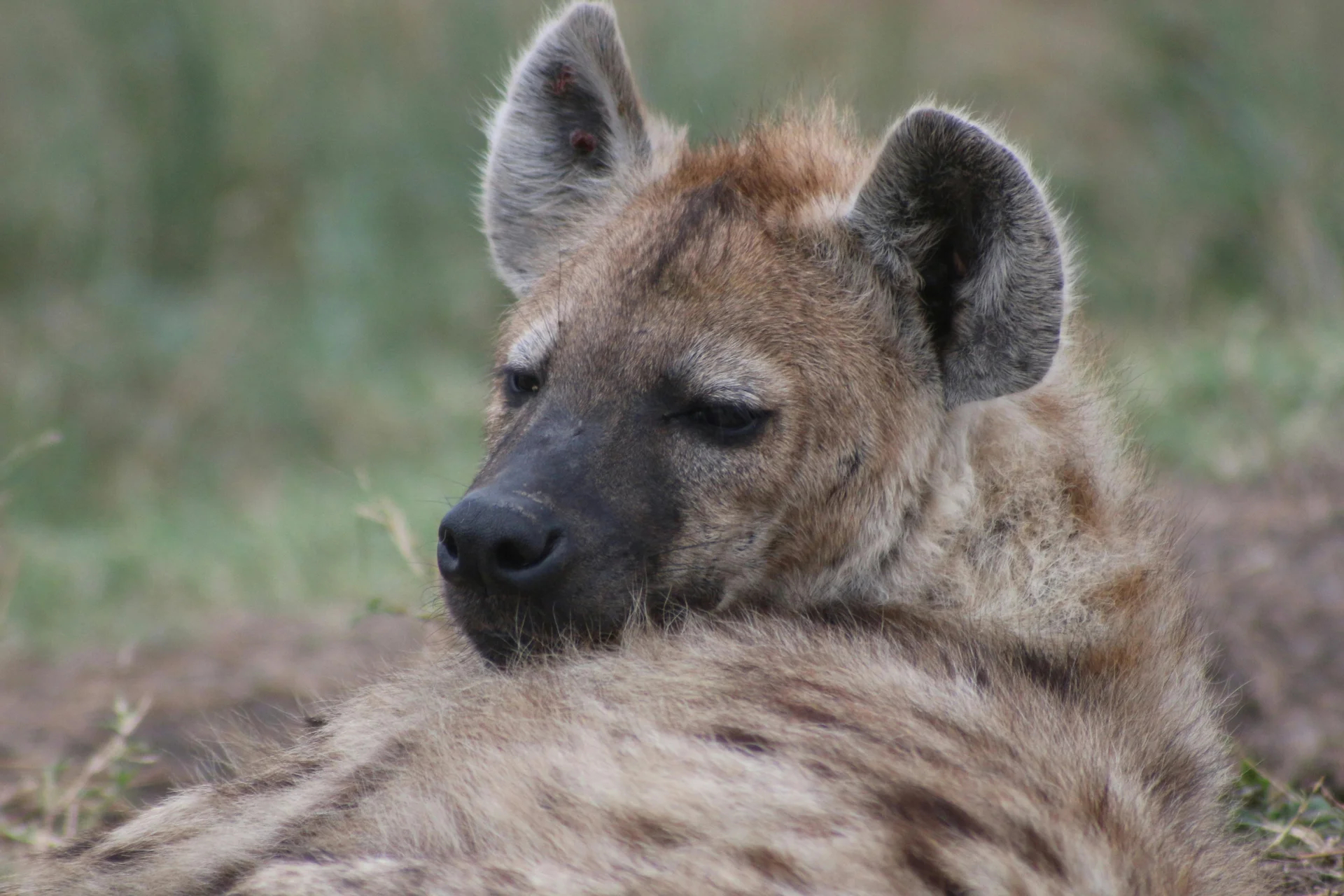 hyena 2