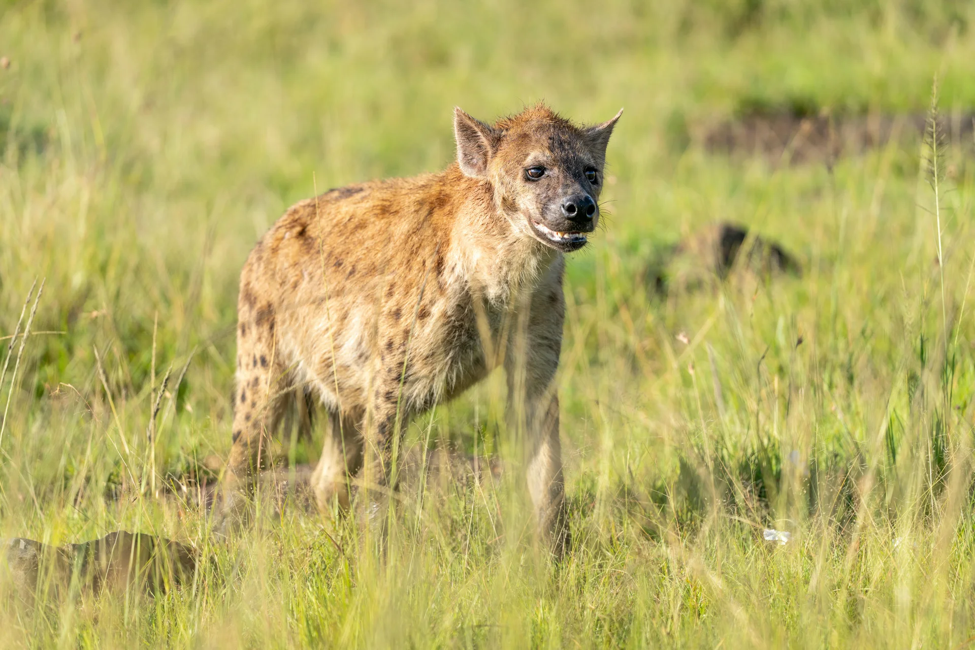 hyena