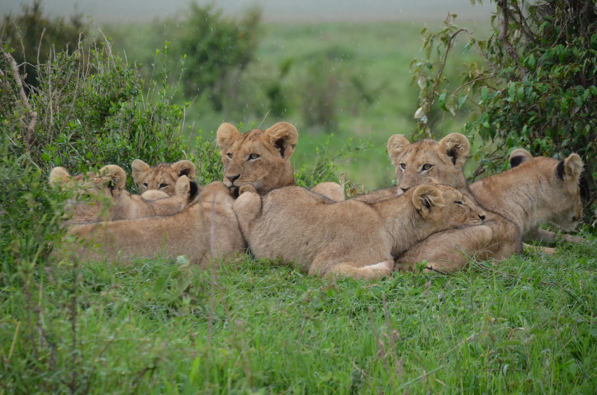 lions resting 3