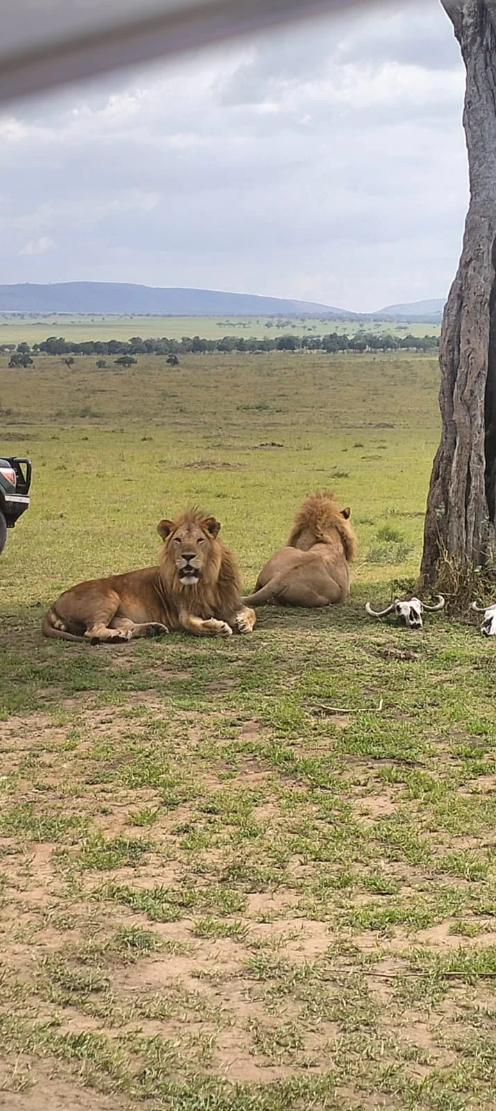 lions resting 5