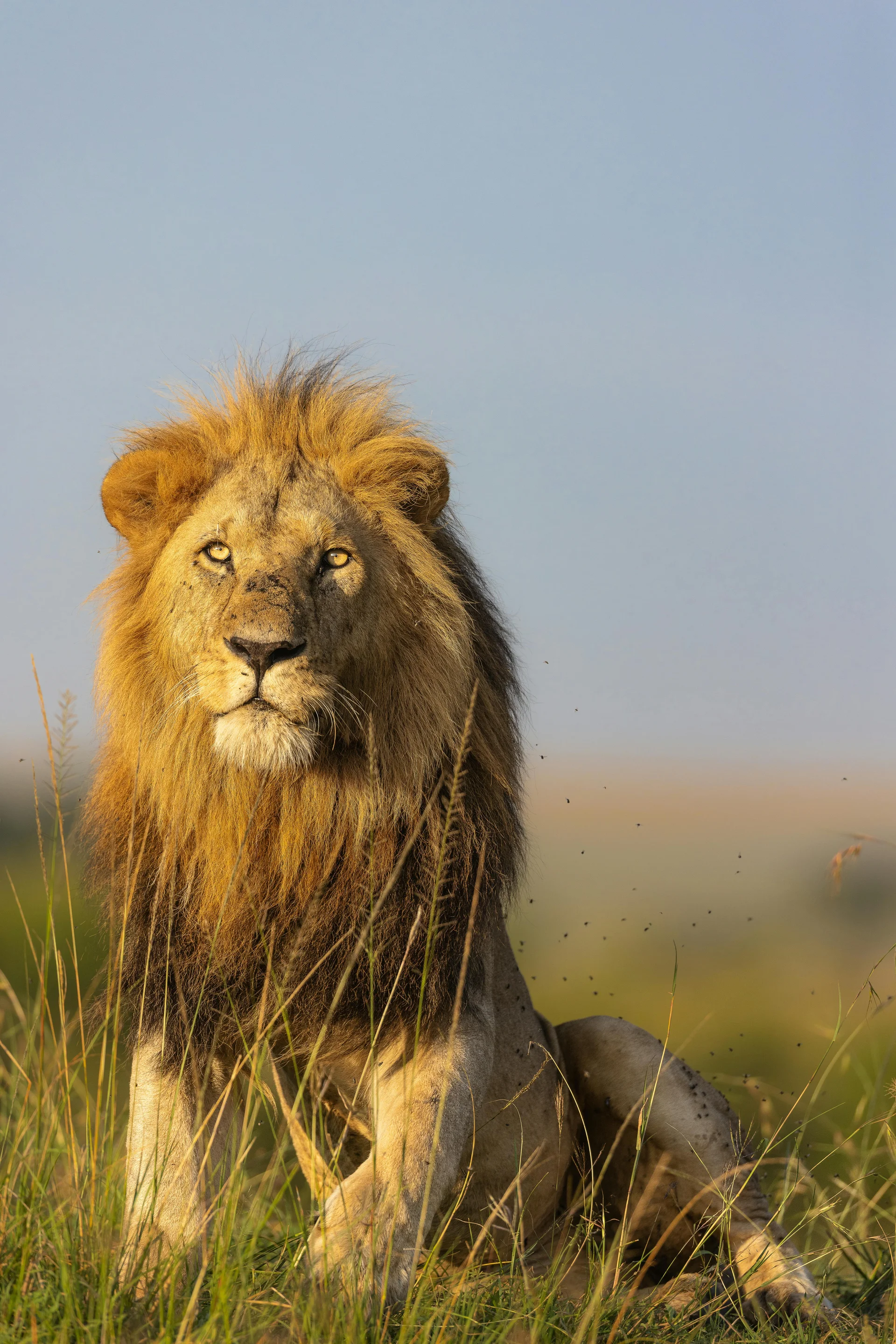 male lion 3