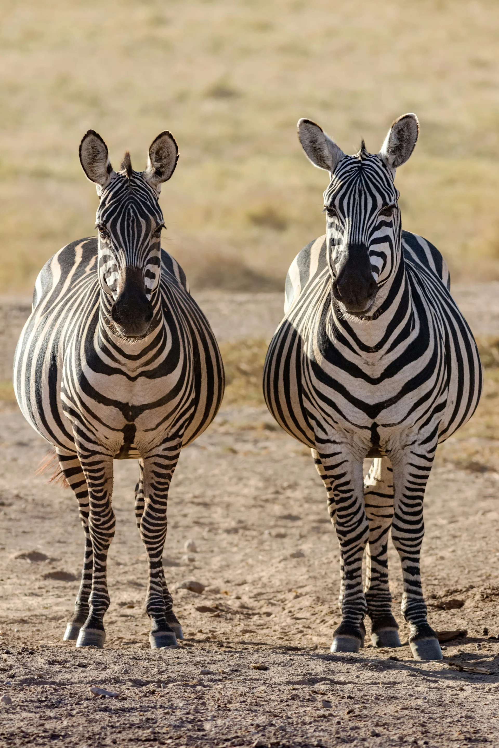 zebras